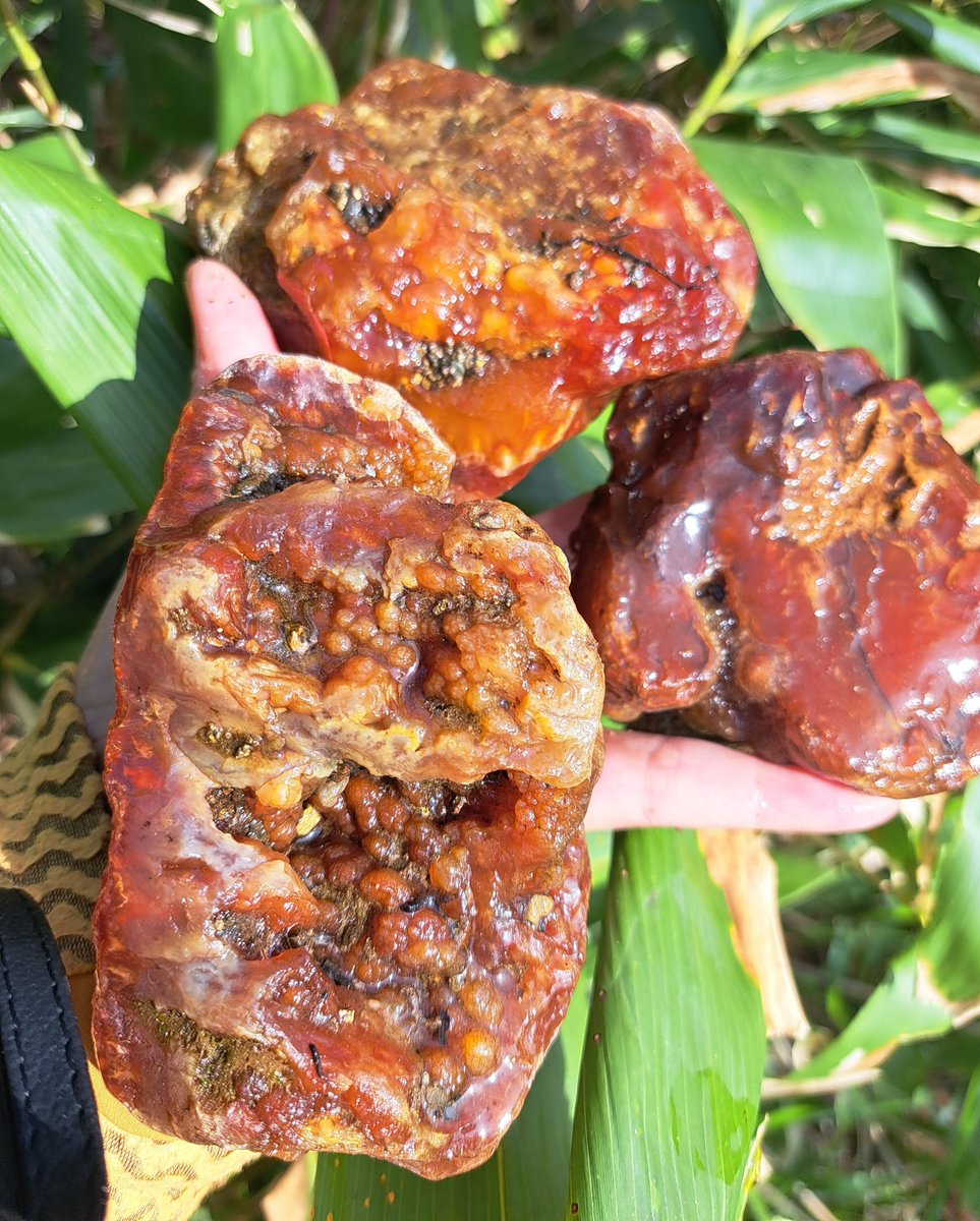 緑 メノウ ドクロ彫り 一点限り⭐️ サボテン：テフロカクタス ゲオメトリクス 刺あり 自根*幅8cm