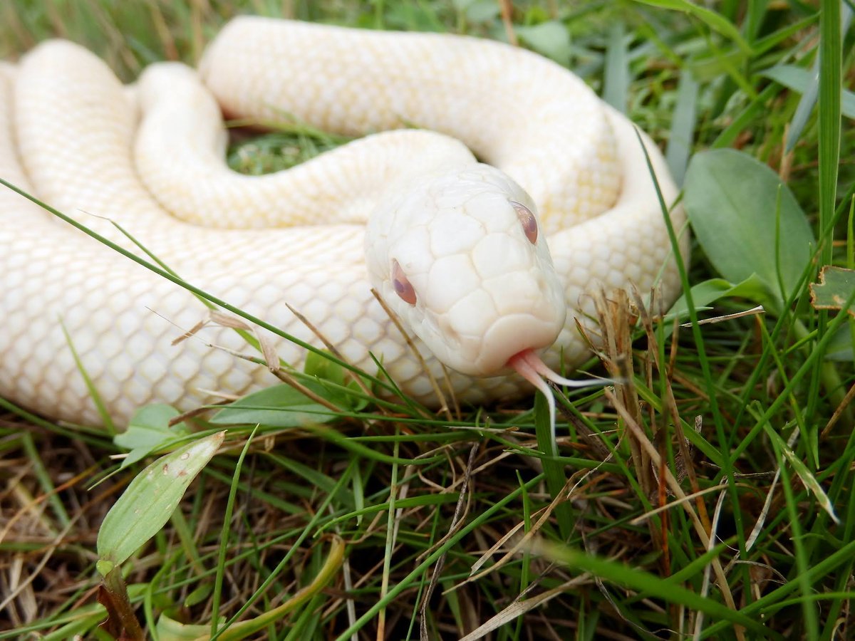 金蛇水神社(宮城県岩沼市) 広報 on X