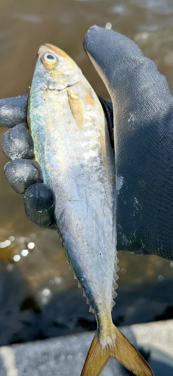BlazingPeppers's tweet photo. Reup on some @NoLiveBaitNeede the pompano, baby mackerel, and ladyfish were devouring them as soon as they hit the water🫶 https://t.co/rozMiUxDLm