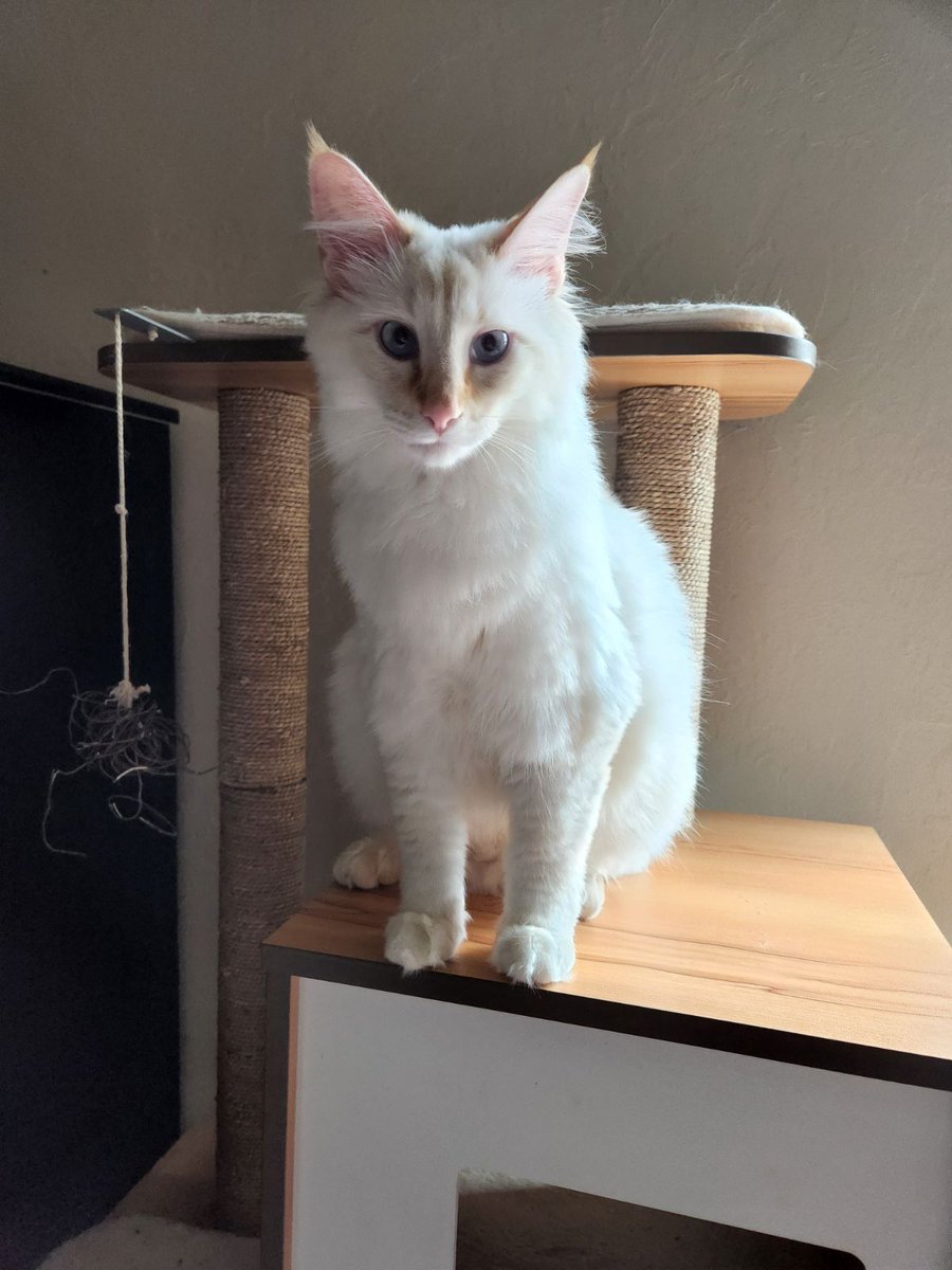 ShouldHaveCat's tweet image. 2 years transformation