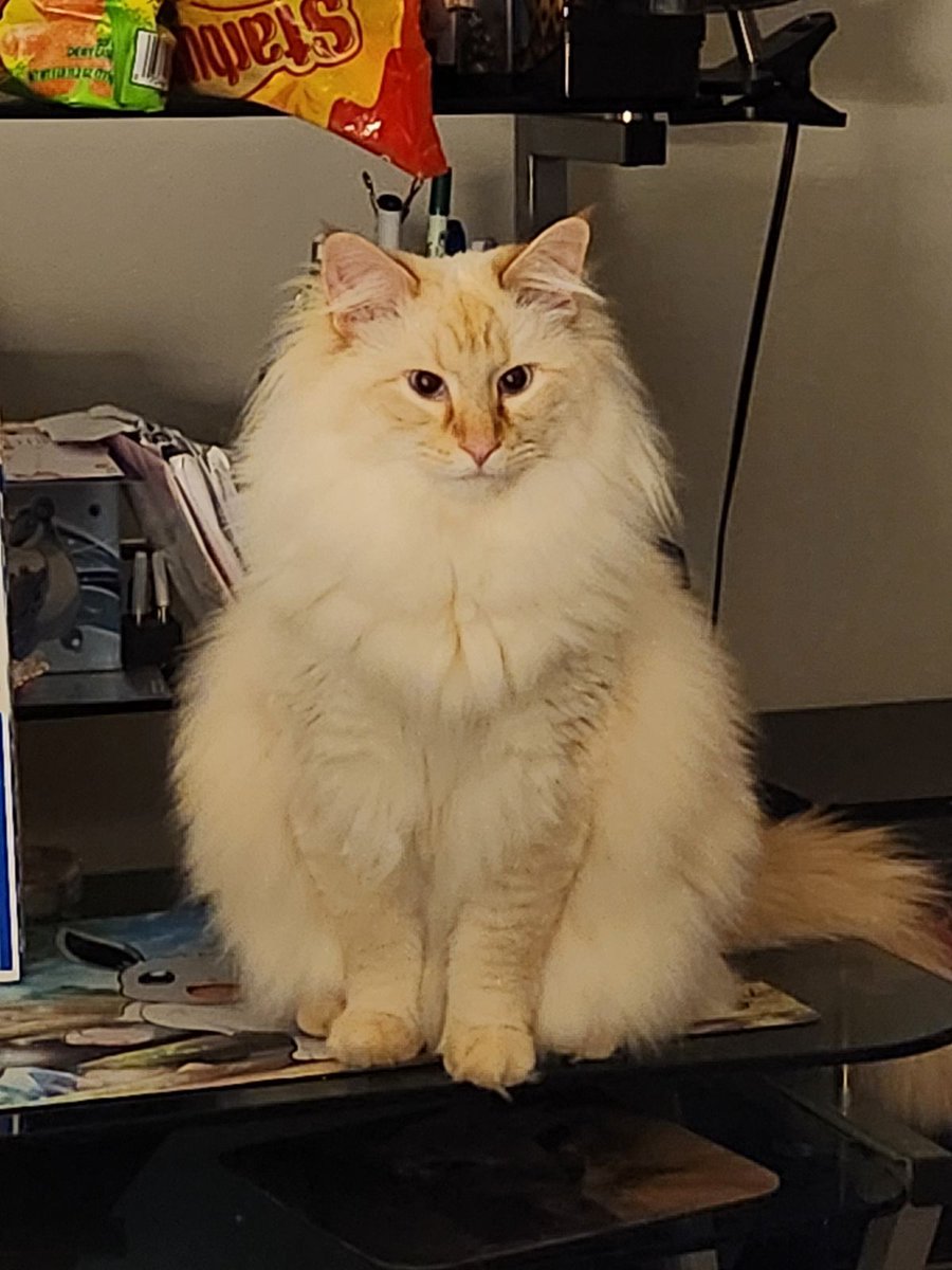 ShouldHaveCat's tweet image. 2 years transformation