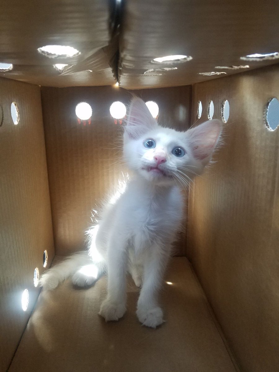 ShouldHaveCat's tweet image. 2 years transformation