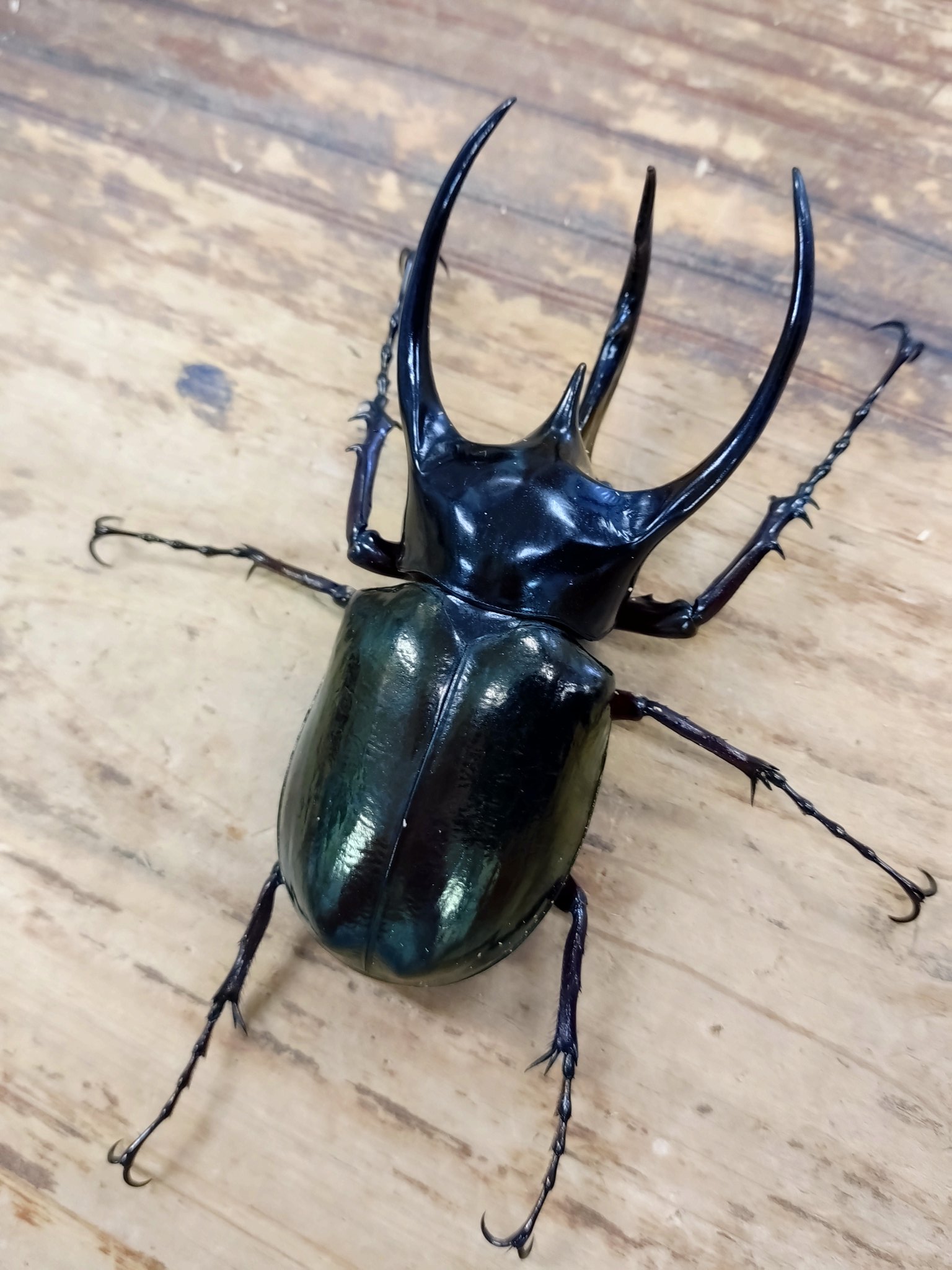 今年もKITに世界の希少種、日本の固有種カブトムシ・クワガタが