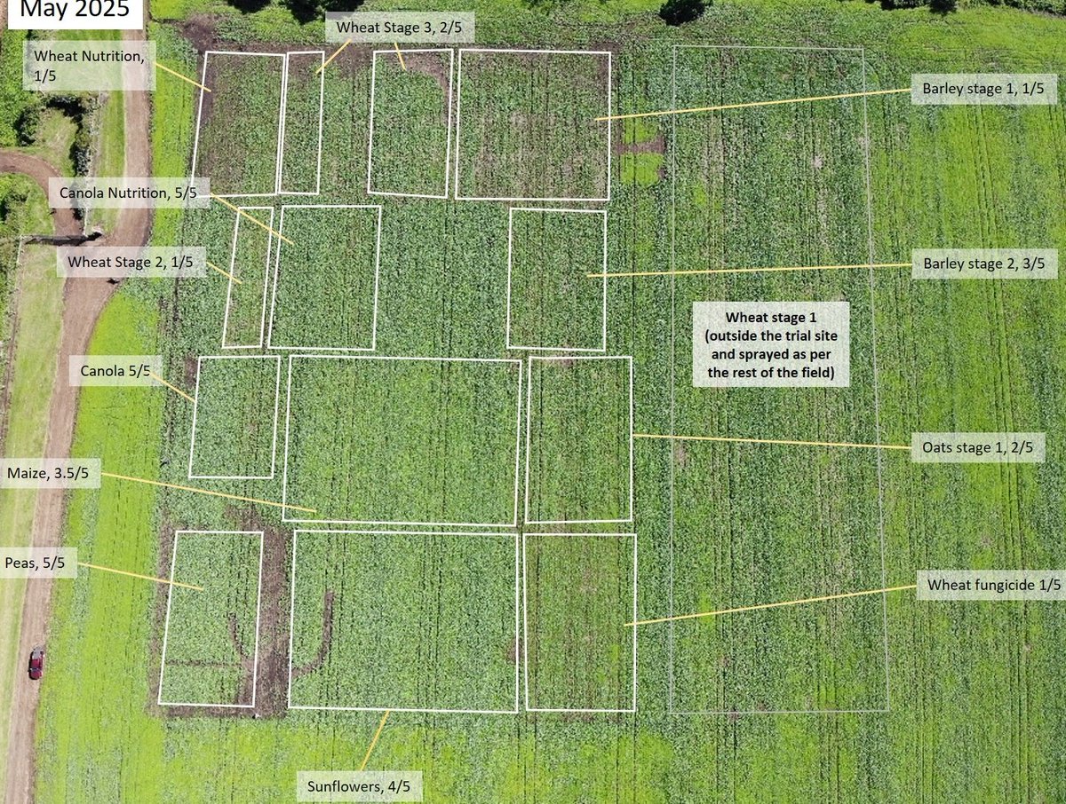 Herbicide legacies showing up in this year's canola, from last April's trial site. What's interesting is that the light colour in the surrounding crop is Bidens pilosa - seeded out in Sept 2024's off-season lupins. 
I suspect that some of the Group B's are responsible for the