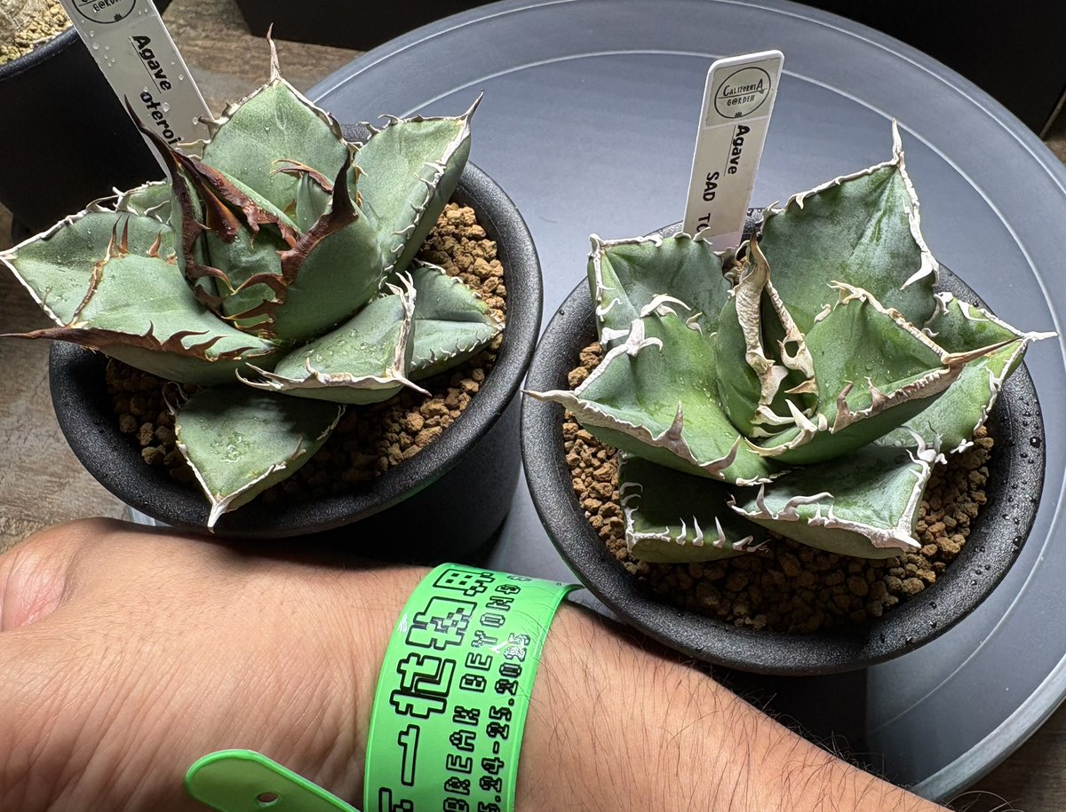 また買っちまいましたねぇ✌︎('ω'✌︎ )