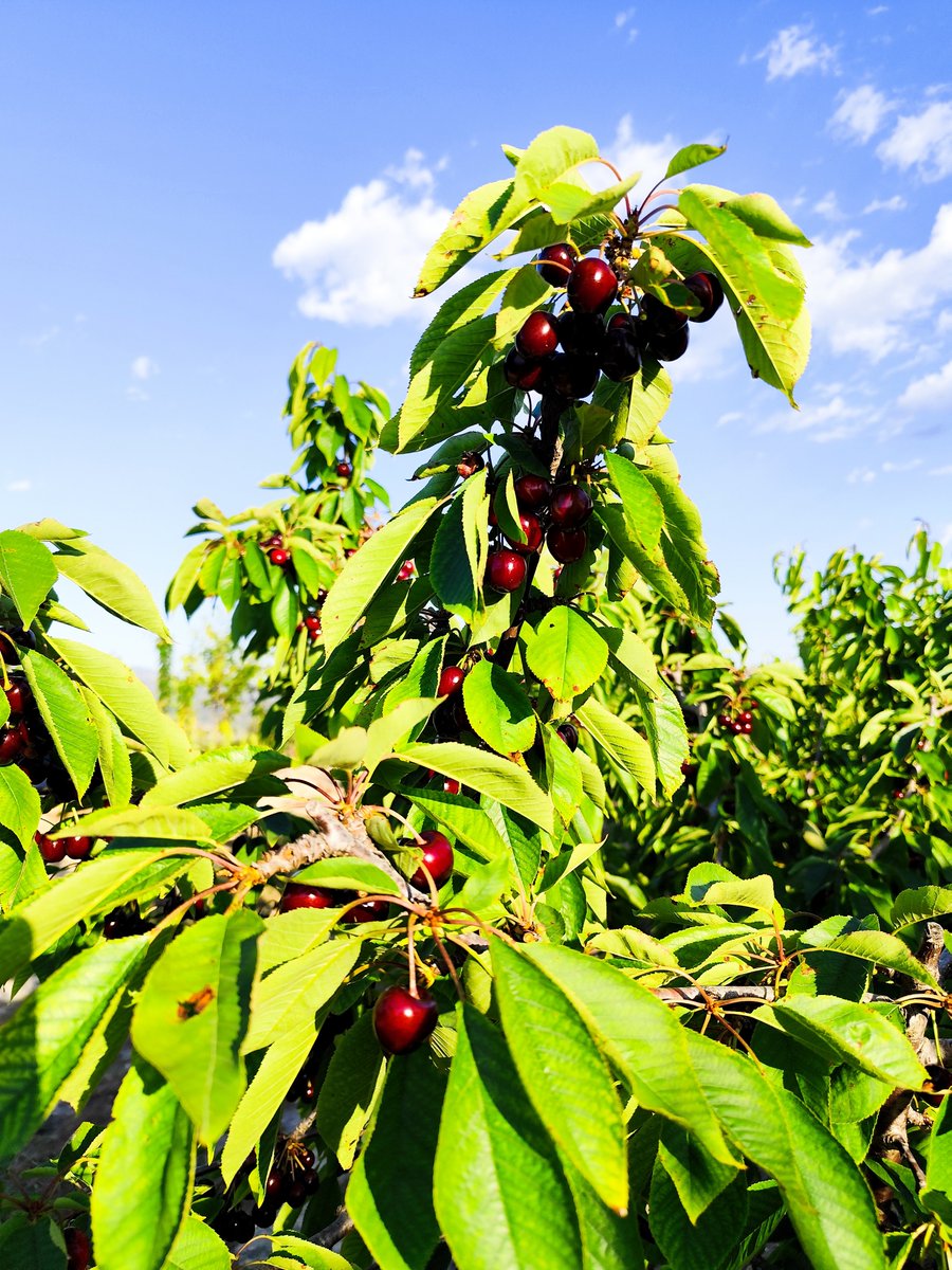 Benito Torrecillas (@bentorbae) on Twitter photo Recogiendo cerezas en Miravet🍒 Recogiendo cerezas en Miravet🍒