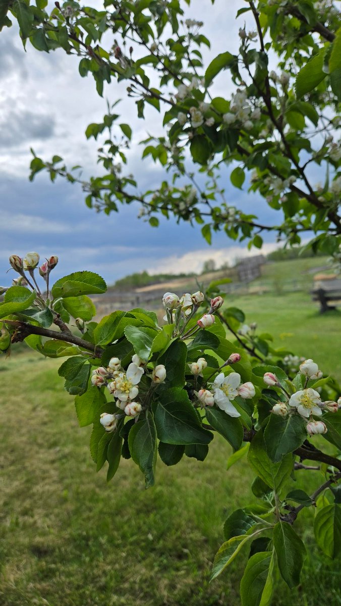I mowed the lawn today. First mow of the season, and the apple tree shows signs of summer on the way 🌞