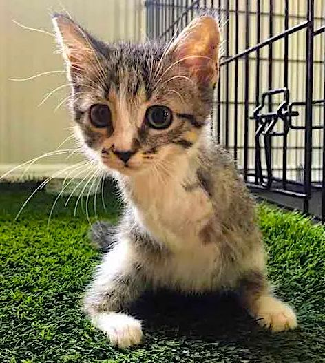 Tabby Kitten With Two Legs Hops Her Way into Family’s Heart 

A tabby kitten with only two legs was rescued when she was just two weeks old 😿 

Meet Duck the cat and discover her story 👉 buff.ly/naCub8s
