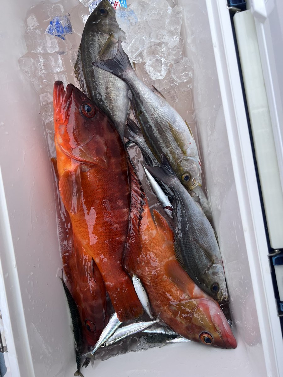 spz238's tweet photo. 今日は西伊豆に喰わせサビキ・泳がせ釣りに行ってきました。
喰わせサビキは不発でしたがサバの泳がせで39cmの良型のアカハタ釣れました。

途中良く引くなーと思ってたらサビキに4匹イサキ掛かってた🤣 https://t.co/OHkq27LsM0