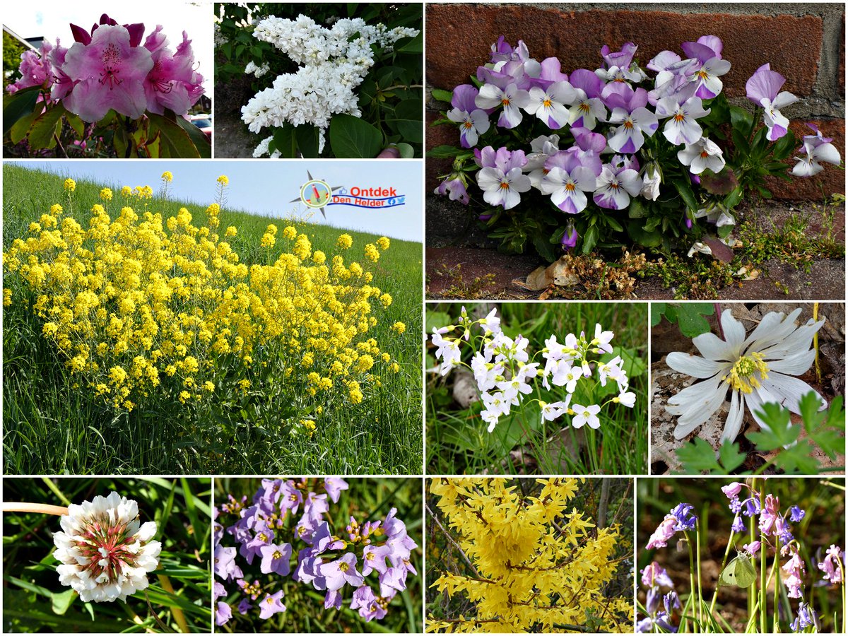Veel #regen dit #weekend - maar de #planten en #bloemen zijn er blij mee 😊#Den_Helder #flower #rain #natuur #nature #NaturePhotography - #Fijn #weekend 😊