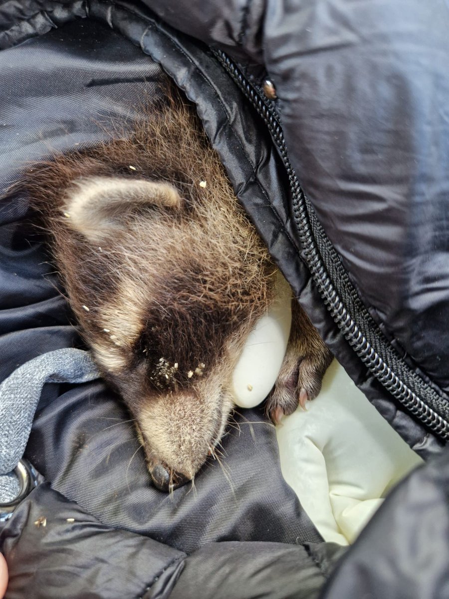 Viechertante tweet media