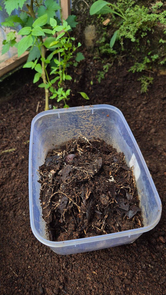 arahpanah_'s tweet photo. @rookie_grower Niat hati ngikutin tutorial, untuk lapisan paling bawah daun kering dan ranting, ehk malah jadi tempat berkembang biak jamur 🫣

Ada saran untuk membunuh jamur yang masih ada dimedia tanamnya ga ya? https://t.co/PxD5feHK5s
