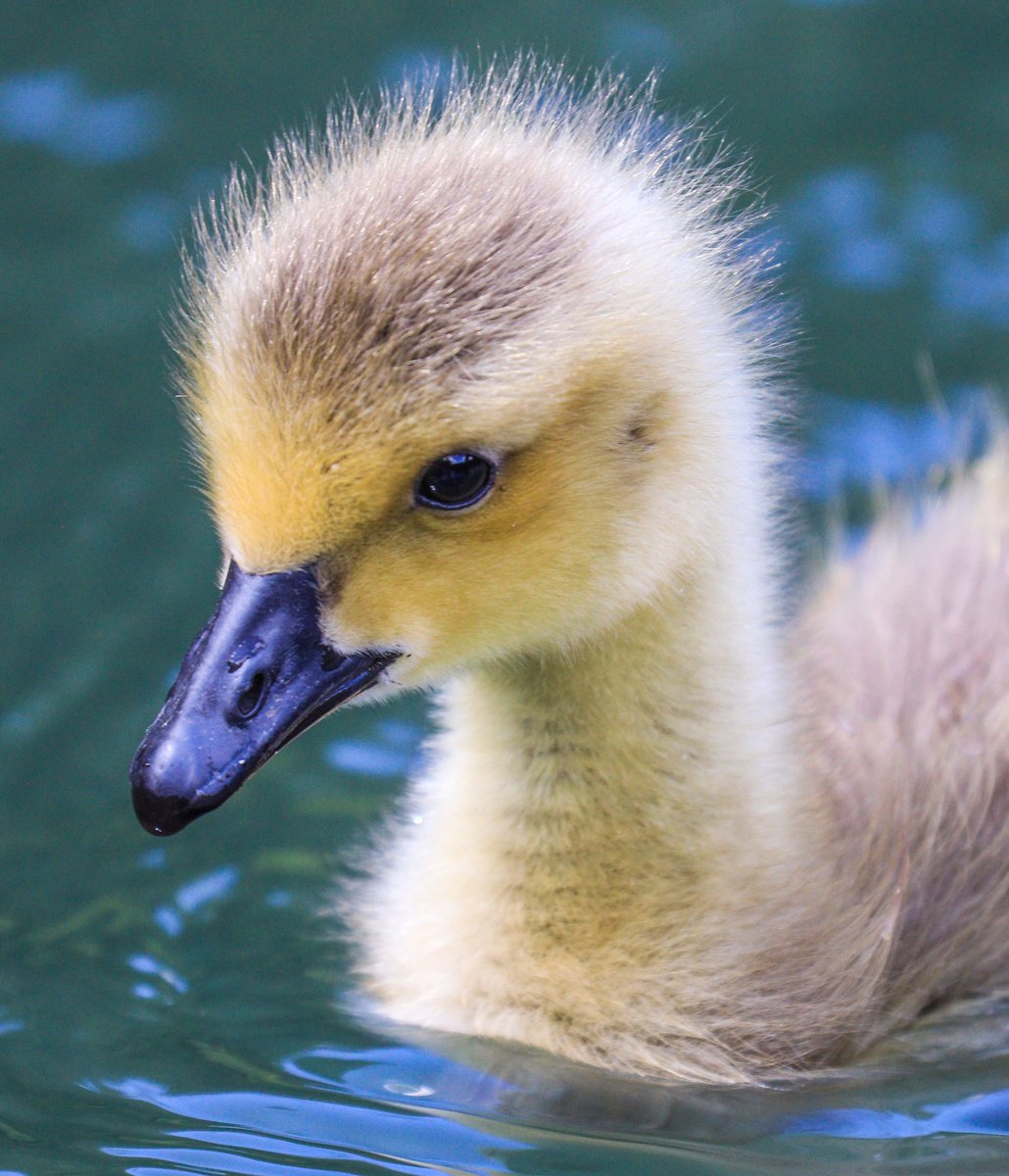 The gorgeous gosling.