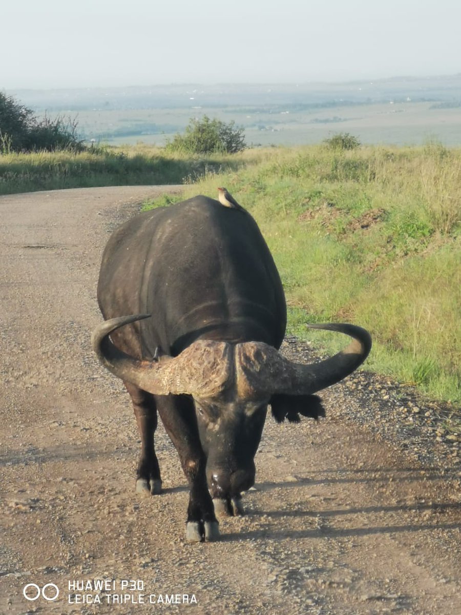 MuriithiMick's tweet image. African Buffalo Horns: A Formidable Feature

An African Buffalo, also known as a Cape Buffalo ( Syncerus caffer), and its horns are one of its most distinctive and formidable features.