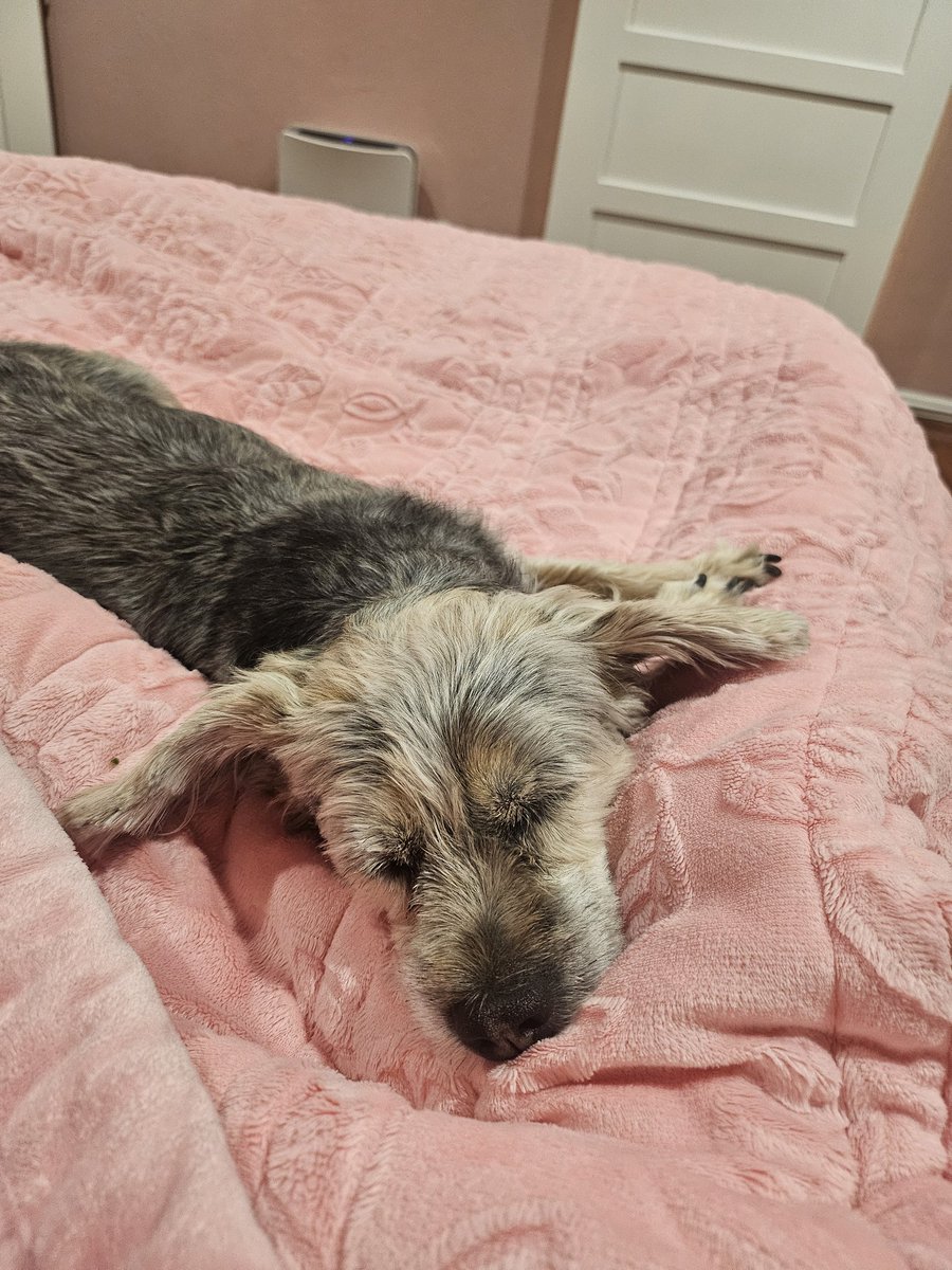 어릴때 사람 손을 못타서, 사람들한테 막 안기지는 않는데, 침대에서 우리랑 같이 있는 건 좋아하는 여름이...편안하세요, 선생님?