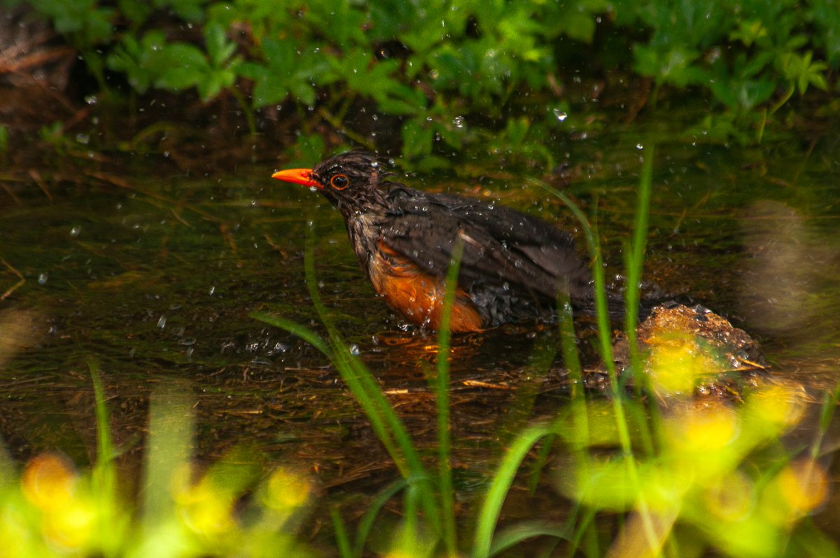 Birds Of Rongai

1. Red-winged Starling 
2. Dusky Turtle-Dove
3. Cardinal Woodpecker 
4. Abyssinian Thrush

#BirdsOfRongai #BirdsOfKenya #BirdsSeenIn2025 #backyardbirds  #birdphotography #Nature #Birds #Birding #BirdingTherapy #Rongai #Birdwatching #BIRDSTORY #featherperfection