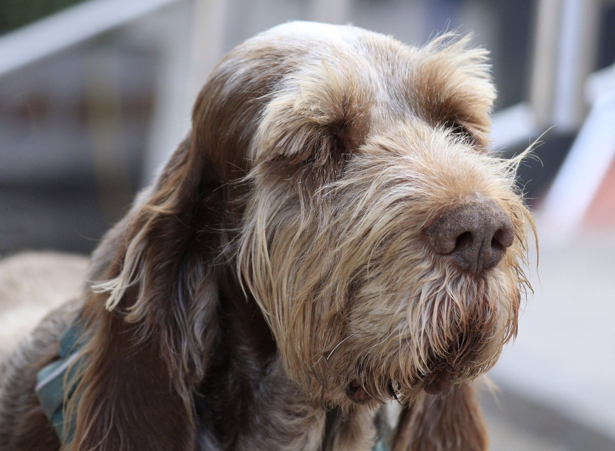 A breed I’d not seen before till yesterday.  This one was a rescue, and although a big dog, it looked ever so gentle.  The breed is a Spinone.
