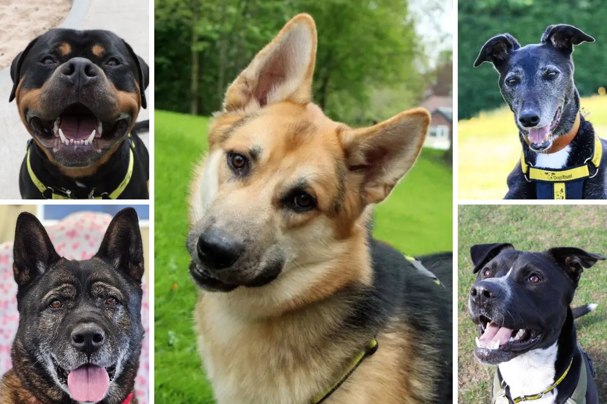 worcesternews's tweet photo. 5 dogs at Dogs Trust Evesham need loving new homes https://t.co/Yo7NAPNYCl https://t.co/E9Y1s0gI8x