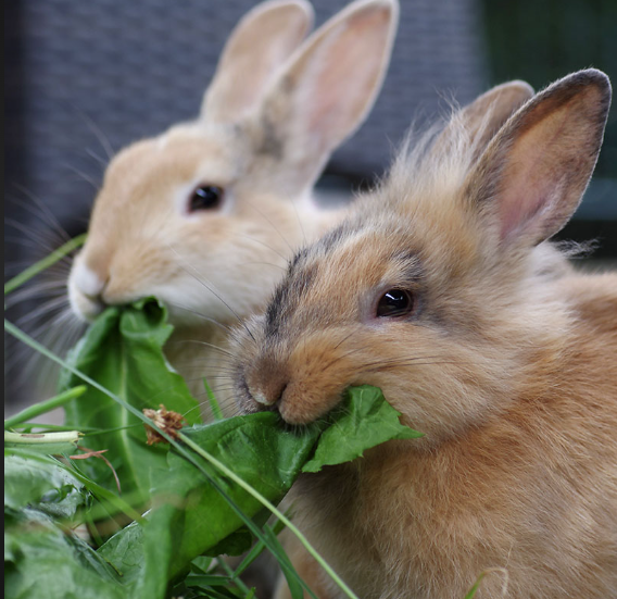 LeandreBaka2's tweet photo. A rabbit’s plate isn’t only just green.
🔸 Protein: Soybean meal
🔹 Fiber: Sun-dried banana peels
🔸 Vitamins: Pumpkin leaves
Craft a diverse feed to paint better profits.
#AgriHopper #RabbitNutrition #BalancedFeed https://t.co/zQ3EkRPnj3