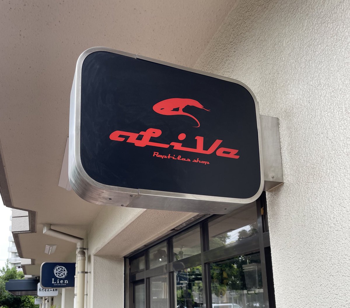 川崎駅近くのライブハウスに行く前に、オーナーズフィッシュ（<a href="/ownersfish/">オーナーズフィッシュ＆レプタイルズ</a>）さんのYouTubeでみたaLive（<a href="/aliveKojima/">爬虫類ショップ アライブ(aLiVe)</a>）さんへ。
店内はとても雰囲気が良く、全てのケージのメンテが行き届いており、とても綺麗でした✨
#爬虫類好きさんと繋がりたい