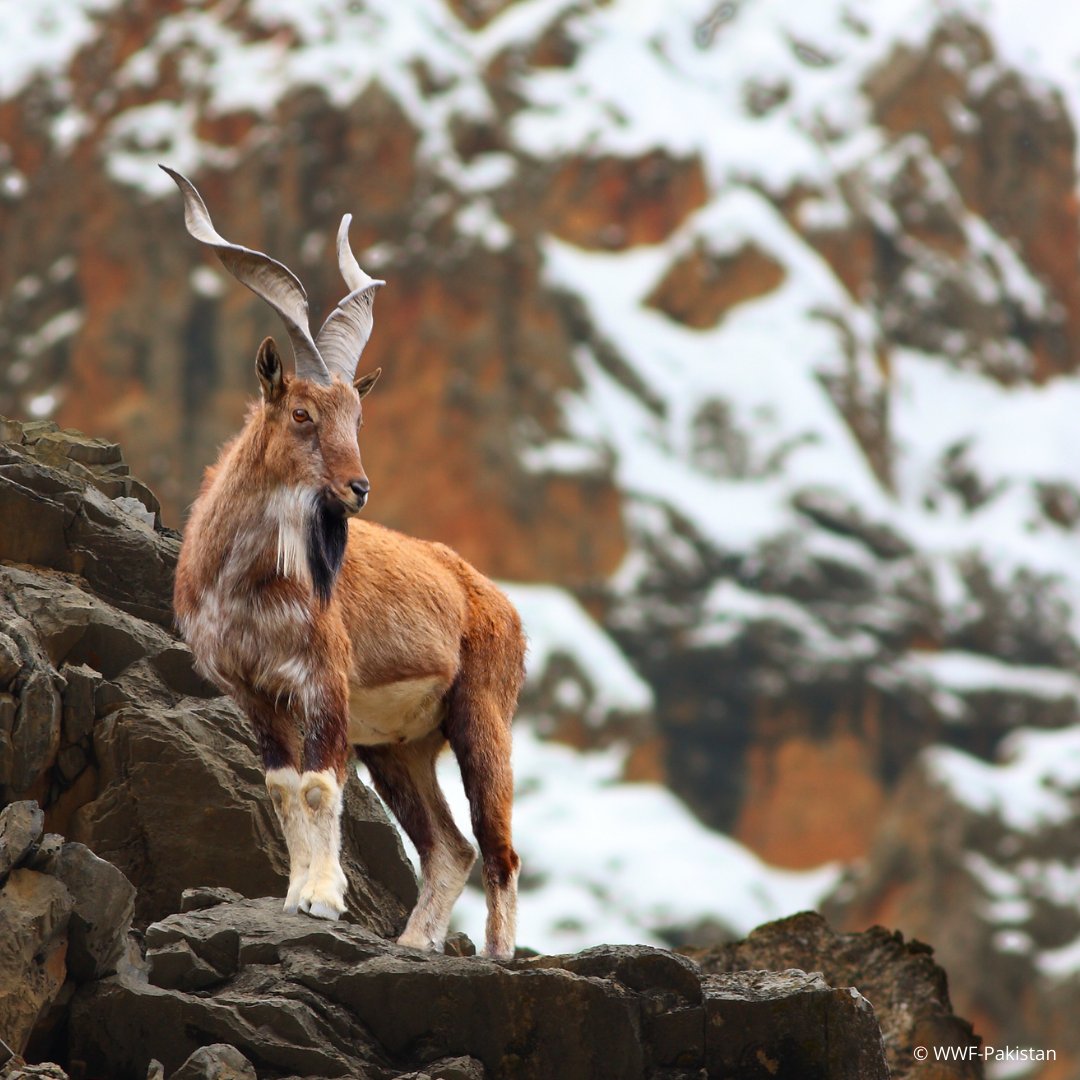 UNDP Pakistan (@undp_pakistan) on Twitter photo On 24 May, we celebrate the markhor 🐐 — a symbol of resilience and #Pakistan’s national animal.
In 2024, the <a href="/UN/">United Nations</a> General Assembly adopted a resolution, sponsored by Pakistan and 8 other countries, proclaiming this day as #MarkhorDay — recognizing the markhor’s ecological On 24 May, we celebrate the markhor 🐐 — a symbol of resilience and #Pakistan’s national animal.
In 2024, the <a href="/UN/">United Nations</a> General Assembly adopted a resolution, sponsored by Pakistan and 8 other countries, proclaiming this day as #MarkhorDay — recognizing the markhor’s ecological
