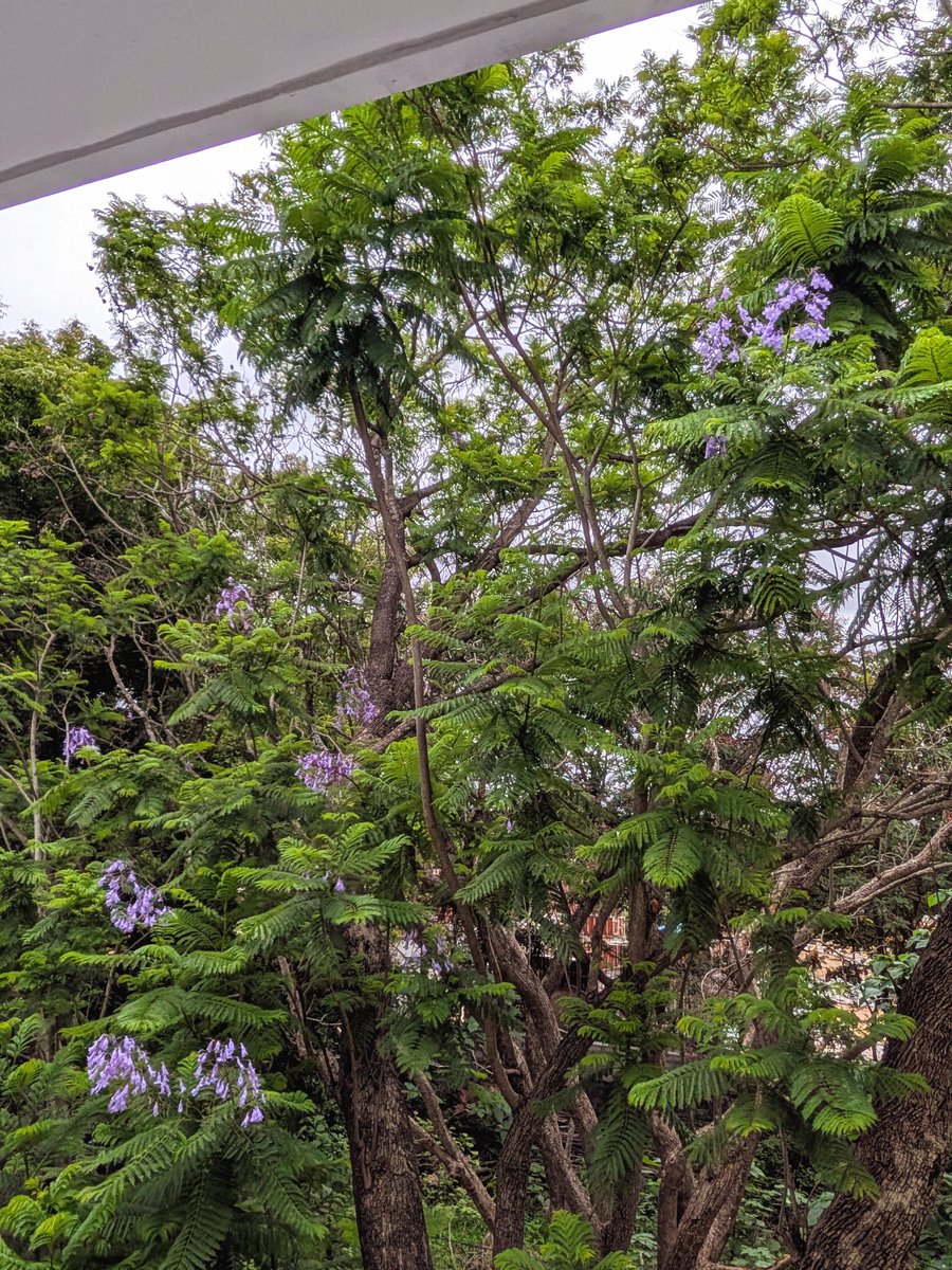 last few weeks of jacaranda szn