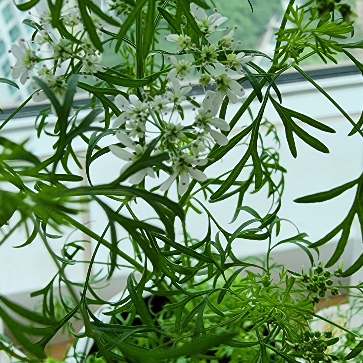 반려 고수, 꽃을 피우다💚