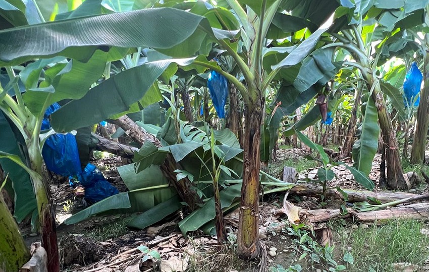 Panamá no puede seguir perdiendo $5 millones diarios por tener un motor económico paralizado. Ya es hora. Chiquita se va. Cobre Panamá puede volver. Tenemos que decidir entre seguir perdiendo… o empezar a construir.  <a href="/Cobre_Panama/">Cobre Panamá</a> <a href="/Mef_Pma/">Ministerio de Economía y Finanzas de Panamá</a> <a href="/MICIPMA/">Ministerio de Comercio e Industrias de Panamá</a> #AfRam #chuiquita <a href="/RonyVargasV/">Rony Vargas Vargas</a>