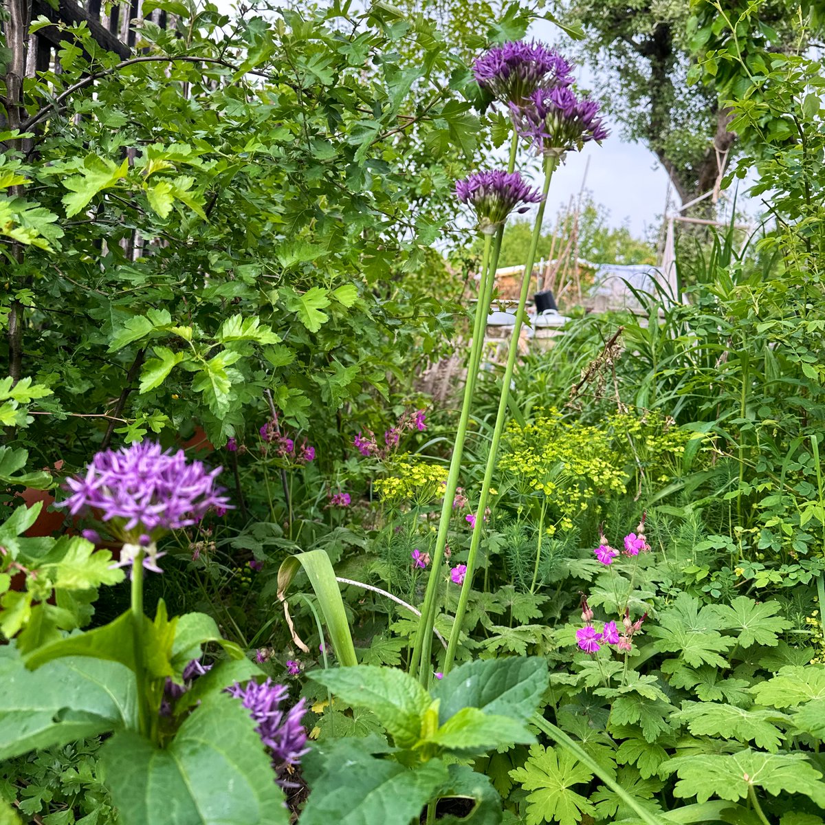 Garten_Berlin's tweet image. Alliumblüten sind derzeit eine wahre Augenweide 💜. 
📸 #Kleingarten in #Pankow