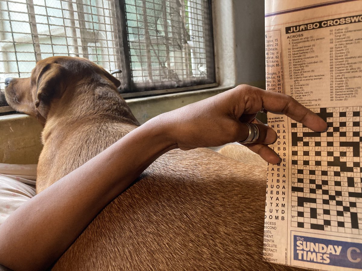 A rainy day, a warm dog, and a crossword. Bliss.
