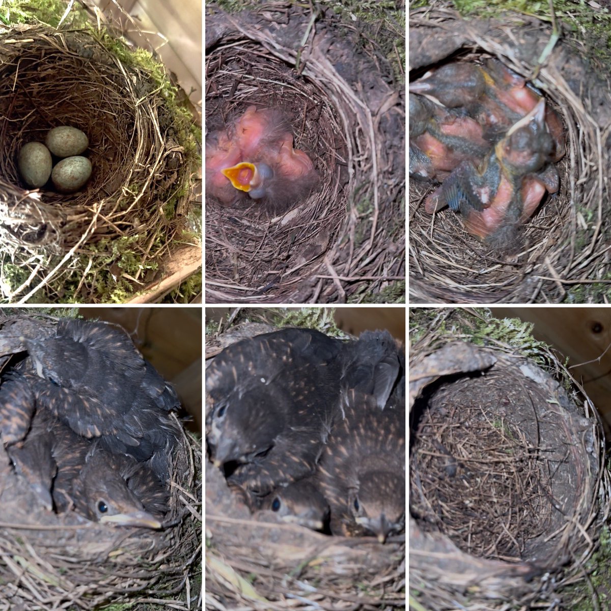 Dan Whitehead (@danwnews) on Twitter photo We had birds nesting over last few weeks in our garden - 19 days from egg to flying the nest! Not sure what species though? <a href="/BeccyRSPB/">Rebecca Speight</a> We had birds nesting over last few weeks in our garden - 19 days from egg to flying the nest! Not sure what species though? <a href="/BeccyRSPB/">Rebecca Speight</a>
