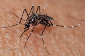 ElLongino's tweet image. SEREMI de Salud Tarapacá informa hallazgo de zancudo Aedes aegypti en Iquique y refuerza medidas preventivas en los hogares diariolongino.cl/seremi-de-salu…
Visite diariolongino.cl
#Iquique #AltoHospicio #Tarapaca #Chile