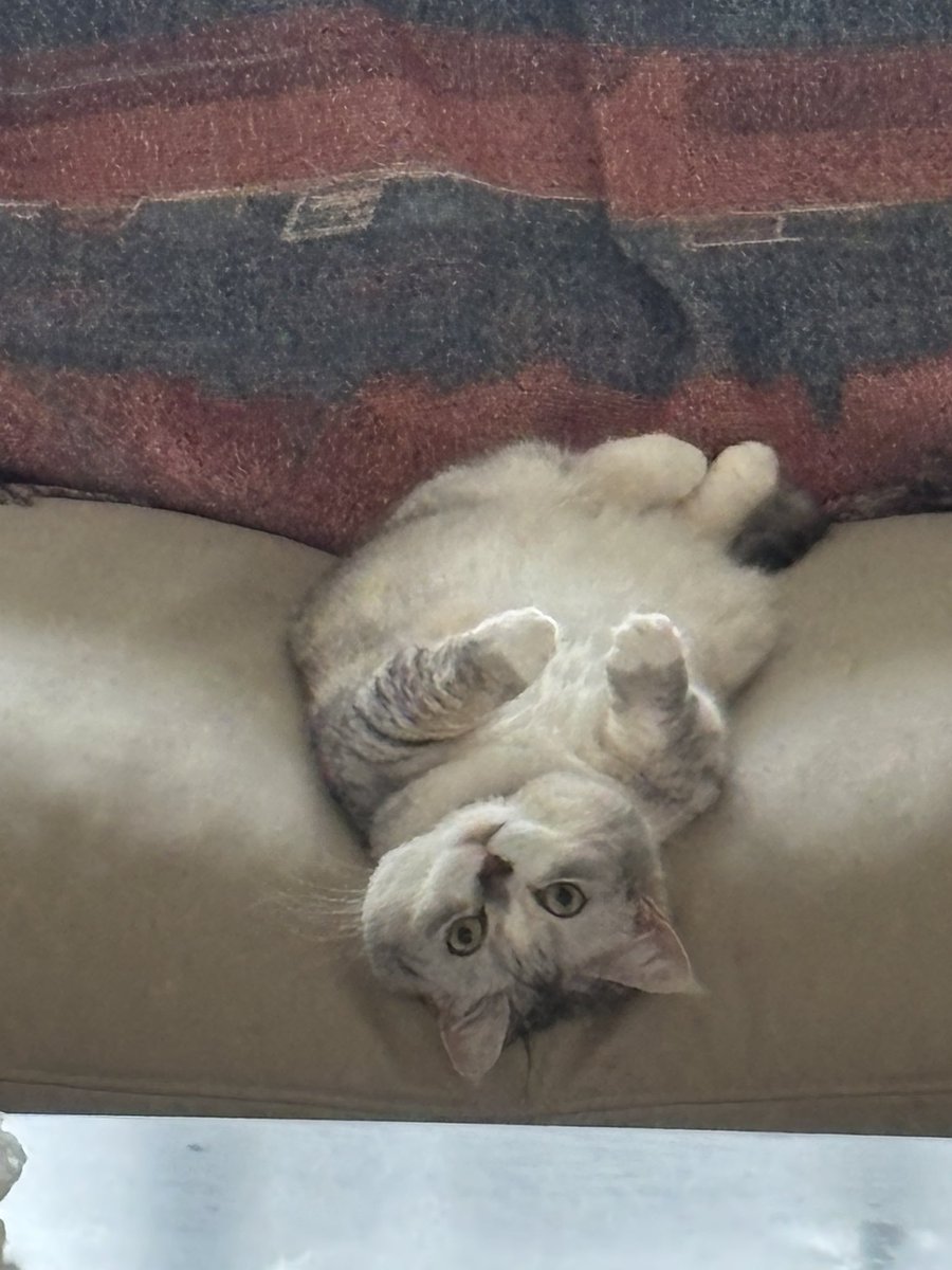 見つめられる…
ひたすら見つめられる笑

 #ねこすきさんと繋がりたい 
 #ロシアンブルー #ミヌエット
 #大切な家族 #いつもありがとう