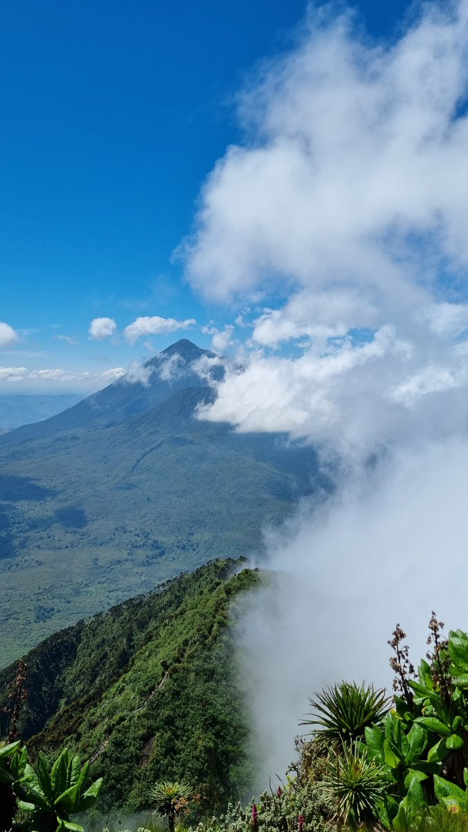 These could be your Monday views if you head to the Virunga's with us this May 26th 🌄🗻!! #Virunga3PeakChallenge #MtSlayersUG #MtSlayersAt10