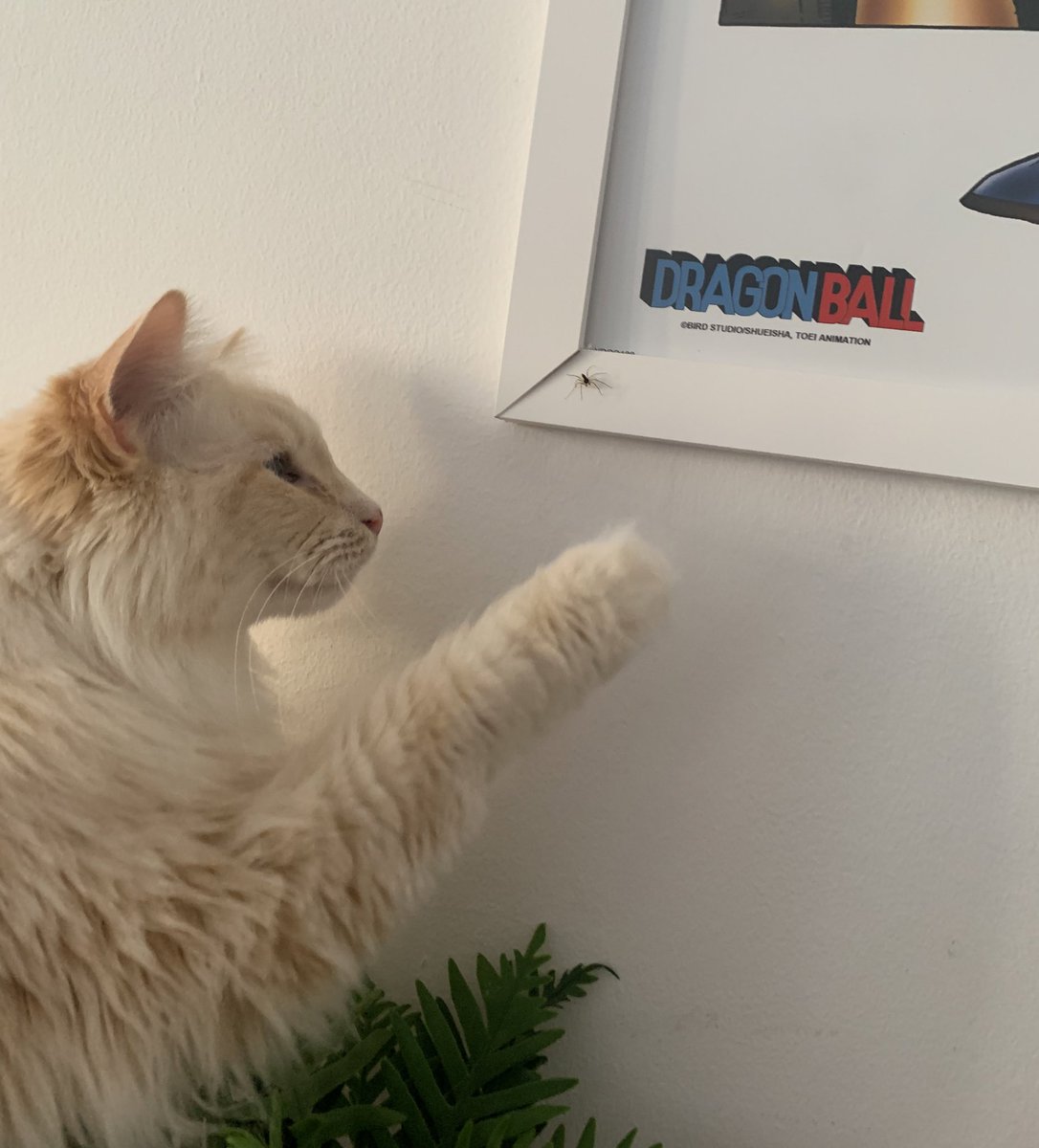 SignorDexter's tweet image. Italian word of the day is ‘RAGNO’! 

It means ‘spider’ 🕷️

‘Vedo in ragno!’ / ‘I see a spider!’