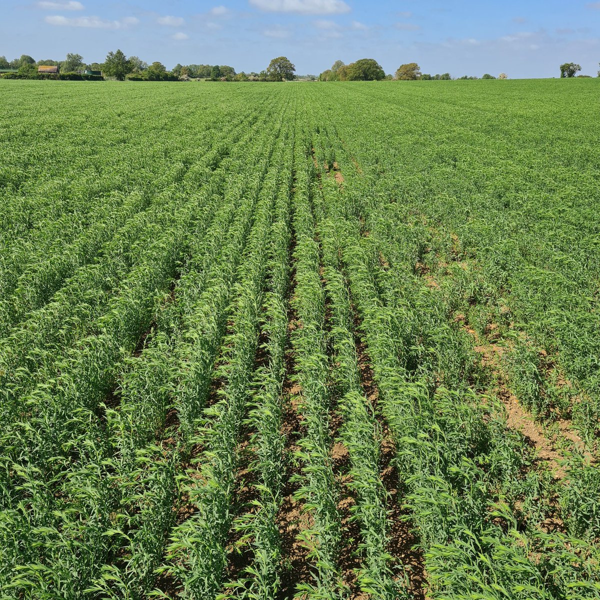 Simon Cowell tweet media