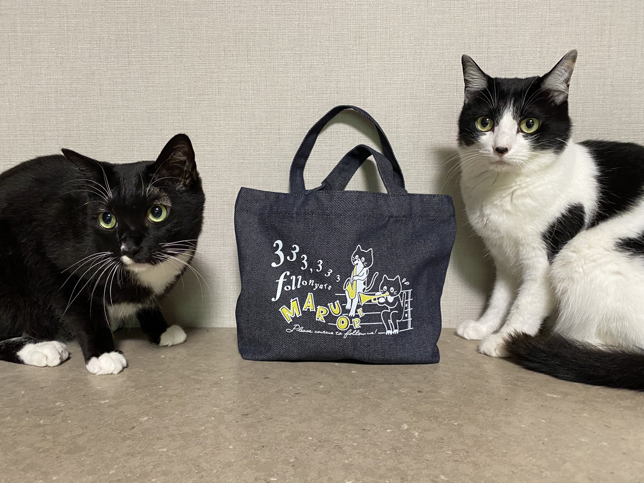 あやねこオーダーページ あやねこオーダーページ あやねこや on X: