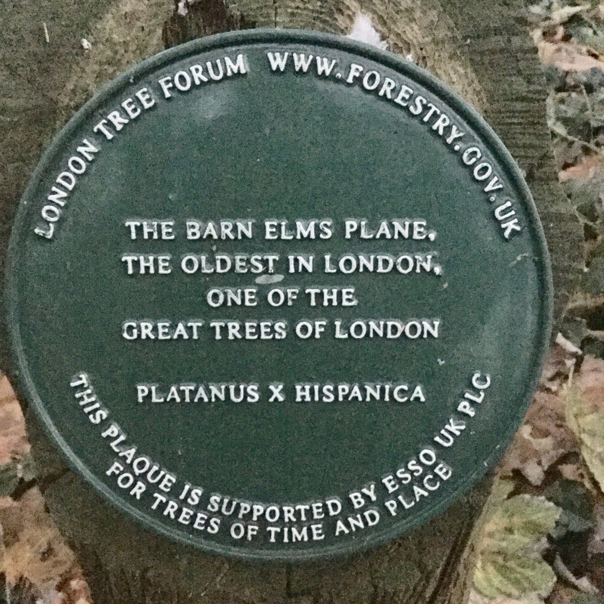 TiCLme's tweet image. Q. How do you measure #greatness in a tree ? 🤔
A. You don’t (we do) 😉

Find #treegreatness @TiCLme 🏆🌳🇬🇧

bsky.app/profile/ticl.m…

#GreatTree #GreatTrees #GreatTreesof #GTOB #GTOL

@LTOA33 @TheTreeCouncil  @QueesCanopy