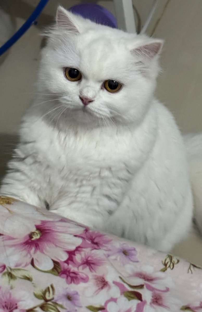 baru buka pc
> kucing ku langsung shutdownin pc ku
> ngeong2