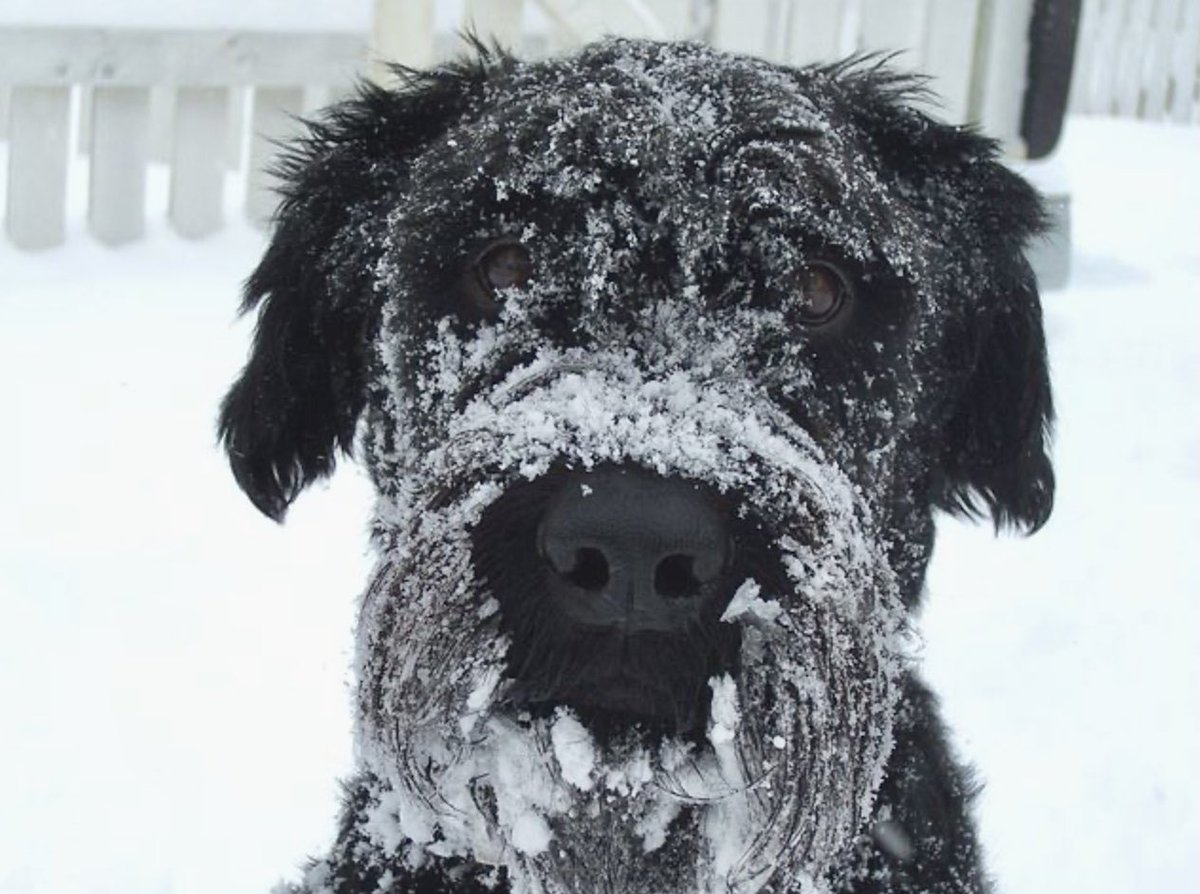 Also, heute Nacht waren in unserem schönen Erzgebirge wieder Minusgrade und das Ende Mai.
Der Klimawandel kotzt mich sowas von an!