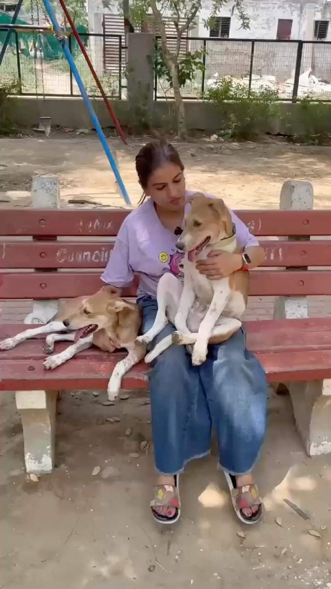 🚨 ADOPTION ALERT! 🐶 🐕 
📍 Sector 27, Gurugram

These 4.5-month-old siblings lost their mom 2 weeks ago &amp; have only had each other since 💔 dogwithblog.in/emergency-anim…

Vaccinated, dewormed, still waiting…
📲 WhatsApp: +91-9987421088
#AdoptDontShop 

RT!