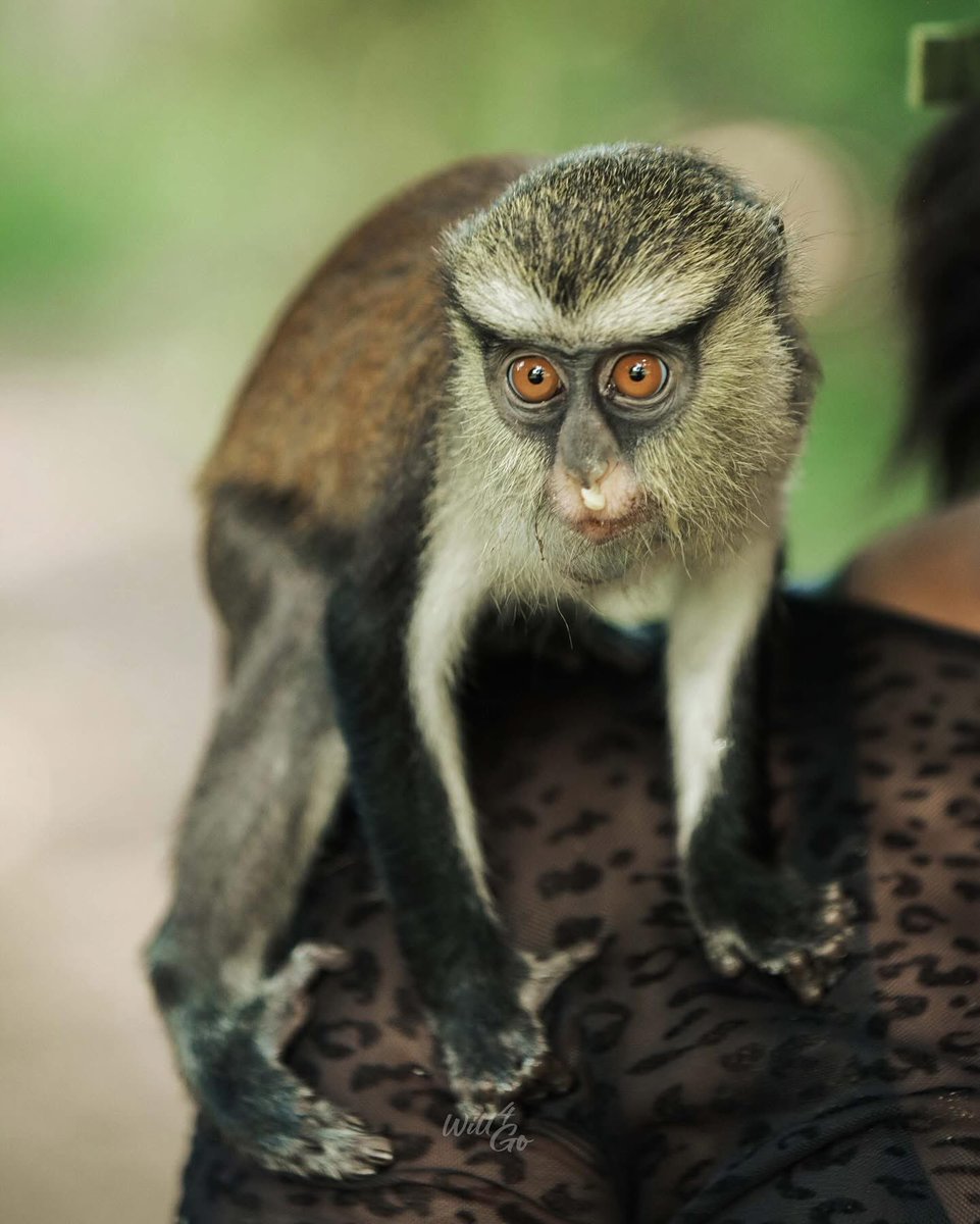 Mr_Ceyram's tweet photo. Did you know that when a monkey dies in Tafi, it is buried in a coffin like a human being?

#KnowVolta #VisitVolta https://t.co/LZqg31drZe