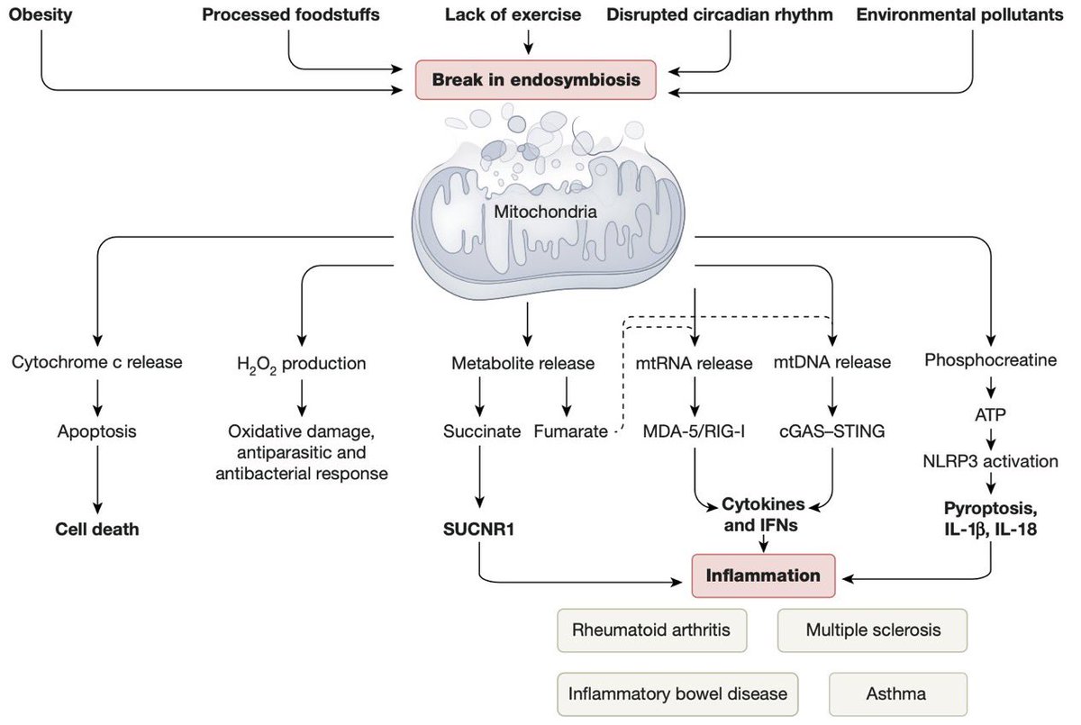 modern yaşamda yaygın olan çevresel faktörlerin
 #obezite
#işlenmişgıda
#egzersizeksikliği
bozulan #sirkadiyenritim
 #uyku bozuklukları ve 
#çevrekirleticileri 

endosimbiyozdaki bozulmayı tetikliyor ve bu da aşağı akışta iltihaplanmayı ve otoimmün hastalıkları (romatoid artrit,