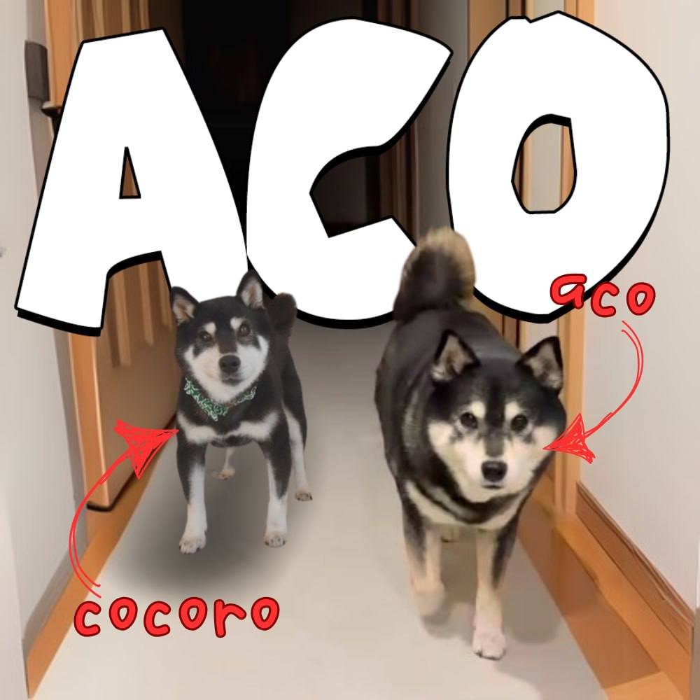 acoshibaERC's tweet photo. When dad pulls up and you know the vibes are immaculate! 🐶🔥
 $ACO — father of $COCORO, leader of snacks, king of walkies.

This fam’s got bark and bite.

#ACO #COCORO #MemeCoin #Ethereum https://t.co/zVW8avIPZo