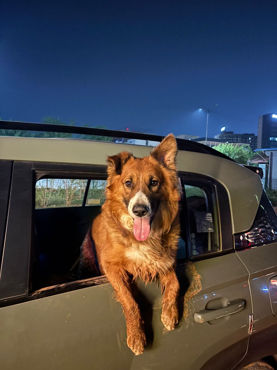 Lost Dog Alert!

Found: Lovely dog outside “Where Else” Sector-59, #Gurgaon 
If you're the owner or know someone who might be looking for this Dog, please DM 6001938885. 

Let's reunite them! 🐾❤️

RT!