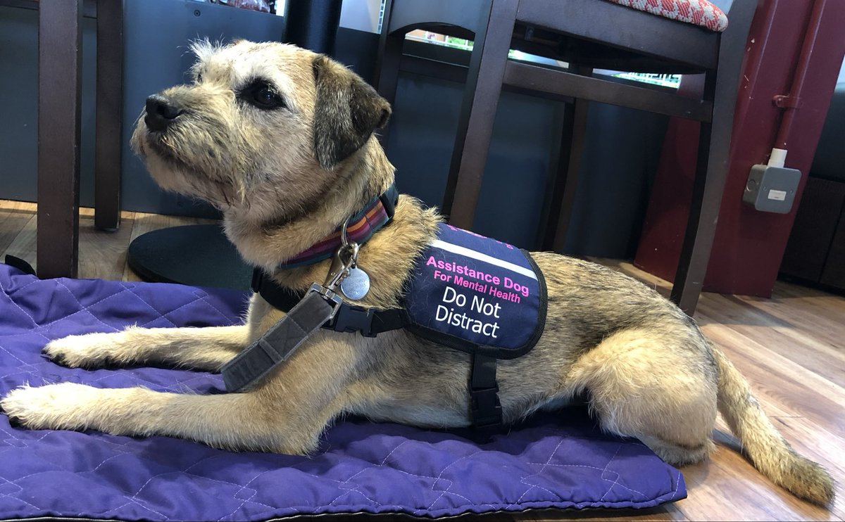 Nessa & Co. (aka Sir Jack Spratticus🌈) (@nessaspratticus) on Twitter photo #Jackaday from this day 2018 in work mode! Jack was an extra-special fur trained (by me) to be my fully fledged assistance dog. He was rescued from <a href="/BTWelfare/">Border Terrier Welfare</a> not with that in mind. It wasn’t until he was six years old that we found owner trained assistance dogs was even a thing. #Jackaday from this day 2018 in work mode! Jack was an extra-special fur trained (by me) to be my fully fledged assistance dog. He was rescued from <a href="/BTWelfare/">Border Terrier Welfare</a> not with that in mind. It wasn’t until he was six years old that we found owner trained assistance dogs was even a thing.