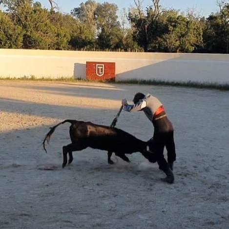 Torturan crías con total impunidad en sus "tentaderos" privados. 

No son valientes, son sádicos.