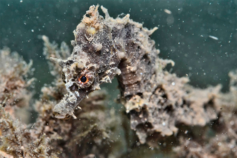 Vila de Roses tweet media