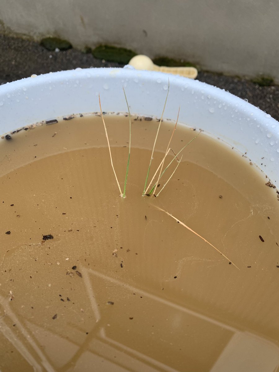 息子のクラスメイトに米農家の子がいて、みんなに稲をプレゼントしてくれた🌾けど…これ大丈夫なのかな…
←昨日 今日→