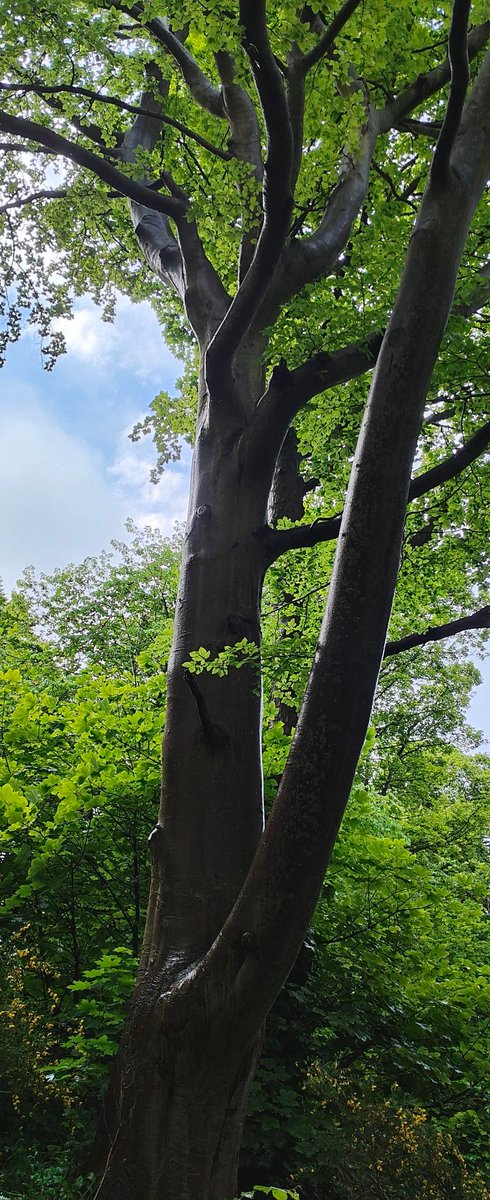 Jesmond Dene parkrun tweet media